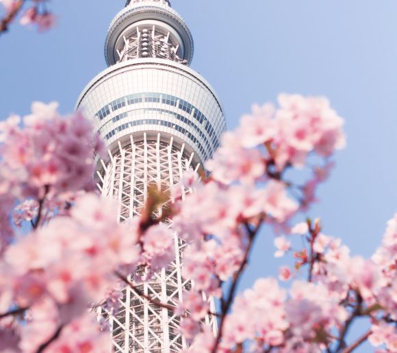 skytree-in-sakura-season(1) Tokyo Skytree tower in cherry blossom season